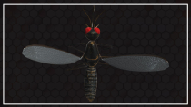 Mosquito 3D Object Screenshot 6