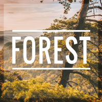 Forest - Tumblr Theme