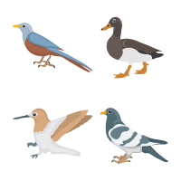 55 Birds Illustration Color Icons Pack