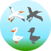 Edukida Birds Shapes Unity Kids Educational Game