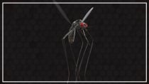 Mosquito 3D Object Screenshot 5