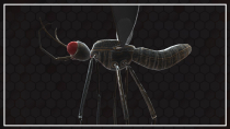 Mosquito 3D Object Screenshot 7
