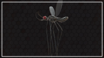 Mosquito 3D Object Screenshot 12