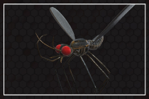 Mosquito 3D Object Screenshot 14