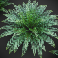 Ostrich Fern 3D Plant Low Poly