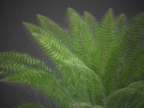 Ostrich Fern 3D Plant Low Poly Screenshot 5