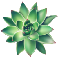 succulentsgreener